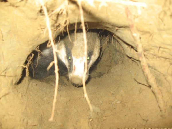Sample Photo